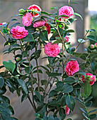 Camellia hybrid