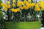 Daffodils and Crocus