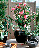 Camellia hybrid 'Mrs. Tingley'