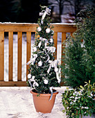 Ilex crenata as a living Christmas tree