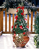 Pinus halepensis as a living Christmas tree