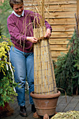 Grasses for overwintering with straw mat