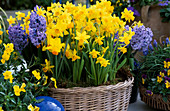 Basket with daffodils 'Tete A Tete'