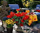 Terrasse: Tulipa 'Red Emperor',