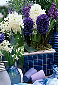 Hyacinthus orientalis