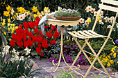 Spring bed, Tulipa 'Red Emperor', 'Golden