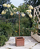 Hydrangea paniculata