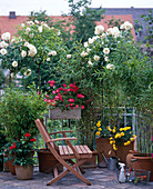 Rose balcony: High trunk rose 'Snow White'.