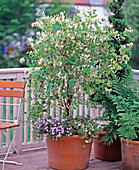 Lonicera caprifolium (Echtes Geißblatt)