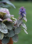 Ajuga reptans 'Burgundy Glow'