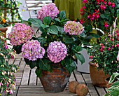 Hydrangea macrophylla