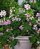 Scented geranium