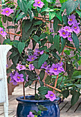 Thunbergia grandiflora