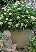 Argyranthemum frutescens