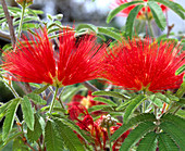 Calliandra tweedii (Flammenstrauch)