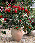 Callistemon Citrinus