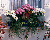 Balkonkasten mit Chrys. 'White Bouquet', 'Madeleine', Hedera helix