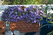 Campanula isophylla mit Schmetterling