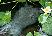 Hippo as gargoyle