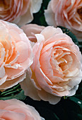 Rosa 'Heritage' (Englische Strauchrose), öfterblühend, angenehmer Duft