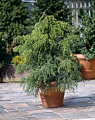 Cryptomeria japonica 'Elegans Viridis'