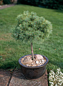 Pinus strobus