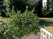 Ilex crenata