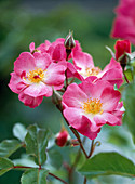 Ground cover rose 'Fair Play'