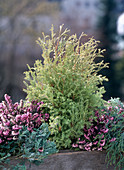 Chameacyparis pisifera 'Plumosa Aurea'