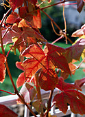 Vitis Vinifera, Blatt in Herbstfärbung