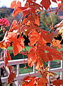 Vitis vinifera (Wein) in Herbstfärbung