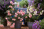 Veronica, shrub rose, Penstemon, Campanula pyramidalis bellflower, Campanula