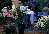 Lilium hybrids, Verbena, Nemesia fruticans