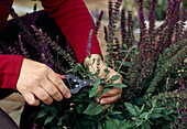 Salvia NEMOROSA