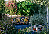 Herbs on balcony