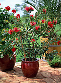 Callistemon citrinus