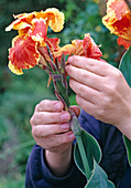 Remove flowered parts of canna