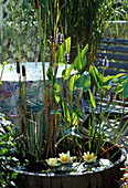 Barrel with water lilies, Pontederia