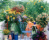 Helenium, Petunia 'Million Bells Terracotta'