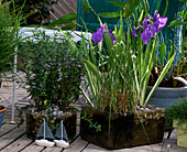 Iris kaempferi (Schwertlilie)