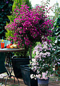 Bougainvillea glabra