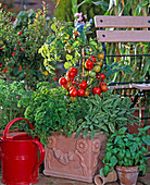 Tomato 'totem' and various herbs in the pot