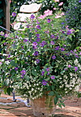 Solanum rantonnetii (violet bush)