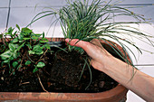 Kasten bepflanzen mit Carex und Lamium