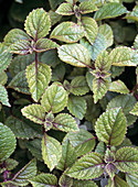 Mentha piperita,