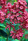 Cestrum elegans