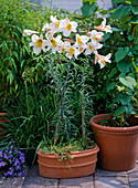 Lilium Regale