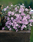 Phlox douglasii