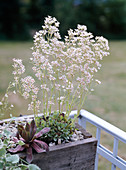 Saxifraga 'Southside Seedling'