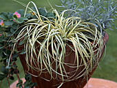 Carex 'Ever Bright'